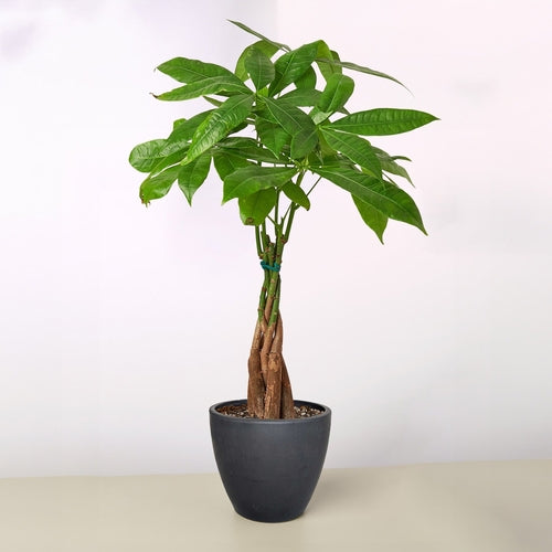 Money Tree 'Guiana Chestnut' Pachira Braid
