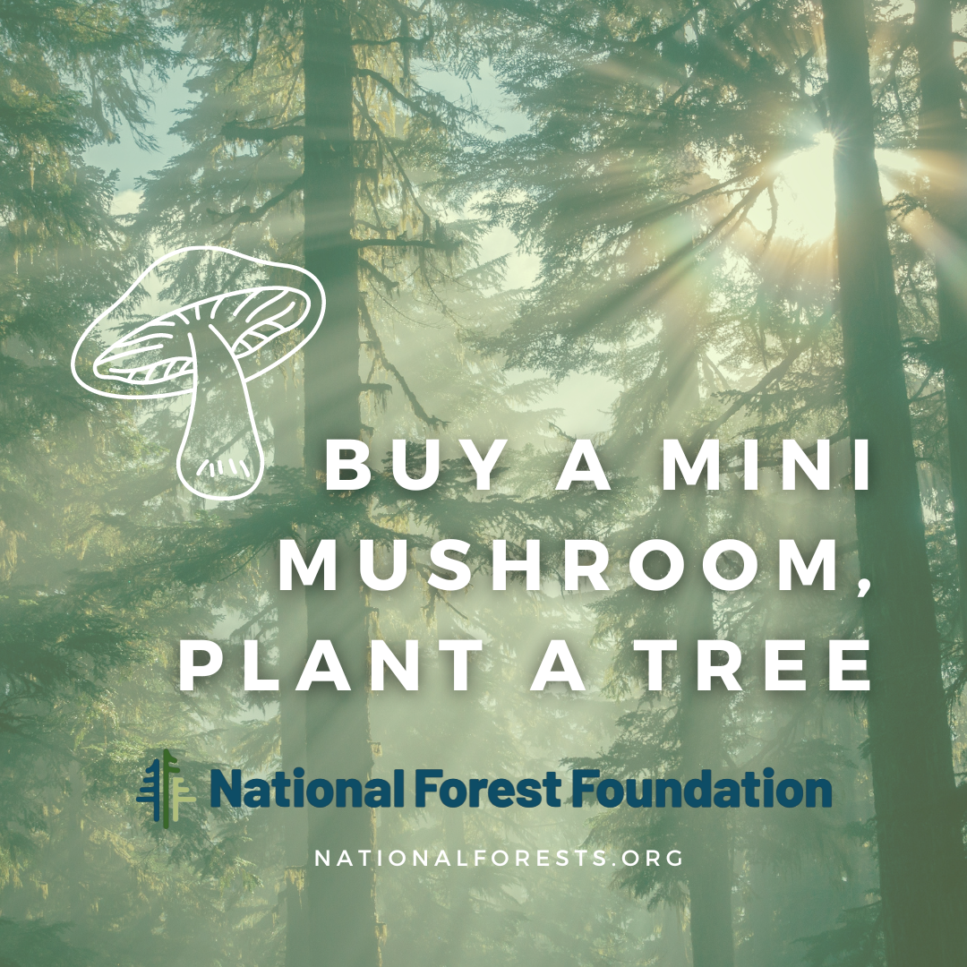 Mini Crystal Mushrooms, Quartz